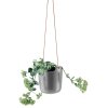 568161 Selfwatering pot Nordic grey vinkel med plante HIGH